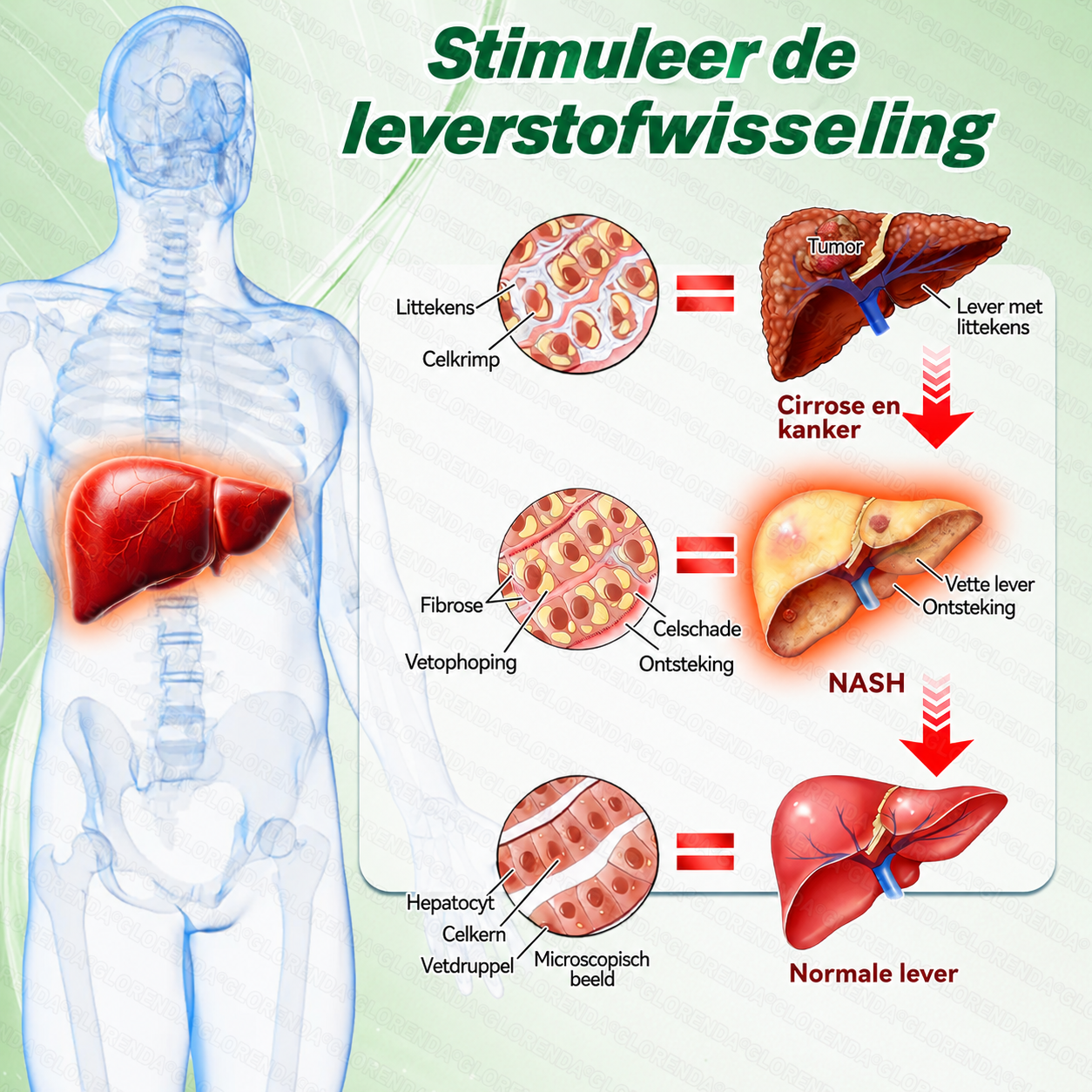 𝐍𝐚𝐭𝐫𝐚𝐯𝐨𝐫® Metabolic Nano Microneedle Patch 🇳🇱 (Eén keer per dag gebruiken — ondersteun je welzijnsroutine binnen 7 dagen)a